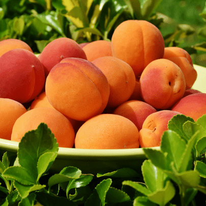 Apricot