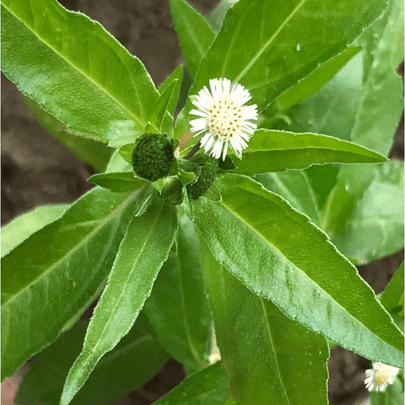 Bhringraj