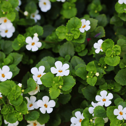 Brahmi