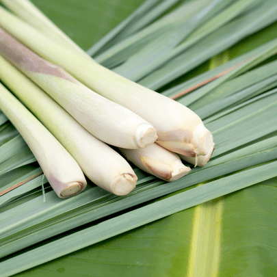 Lemon Grass