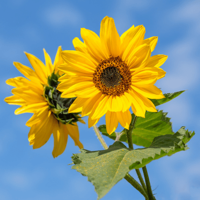 Sun Flower