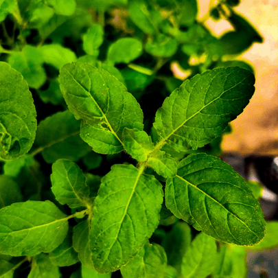 Tulsi