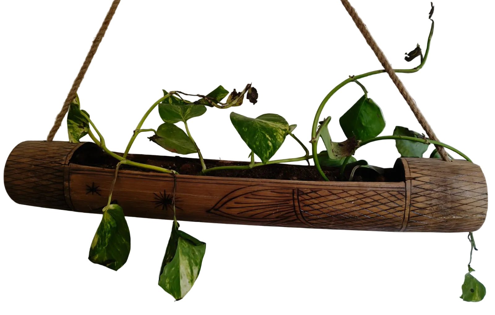 Bambo Money planter - ECOBASKETINDIA