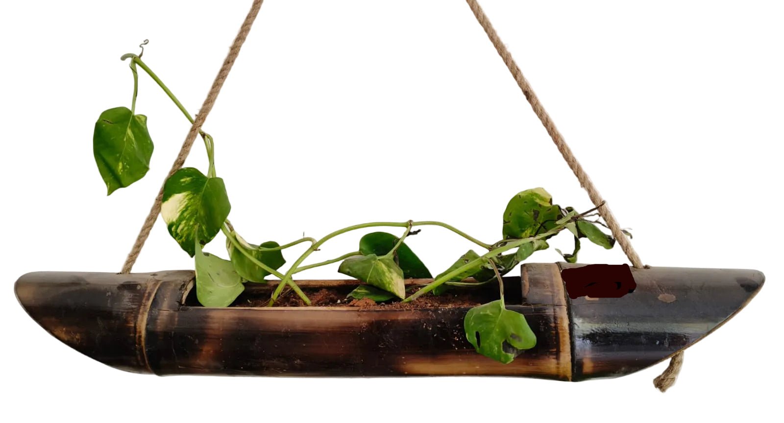 Bambo Money planter - ECOBASKETINDIA